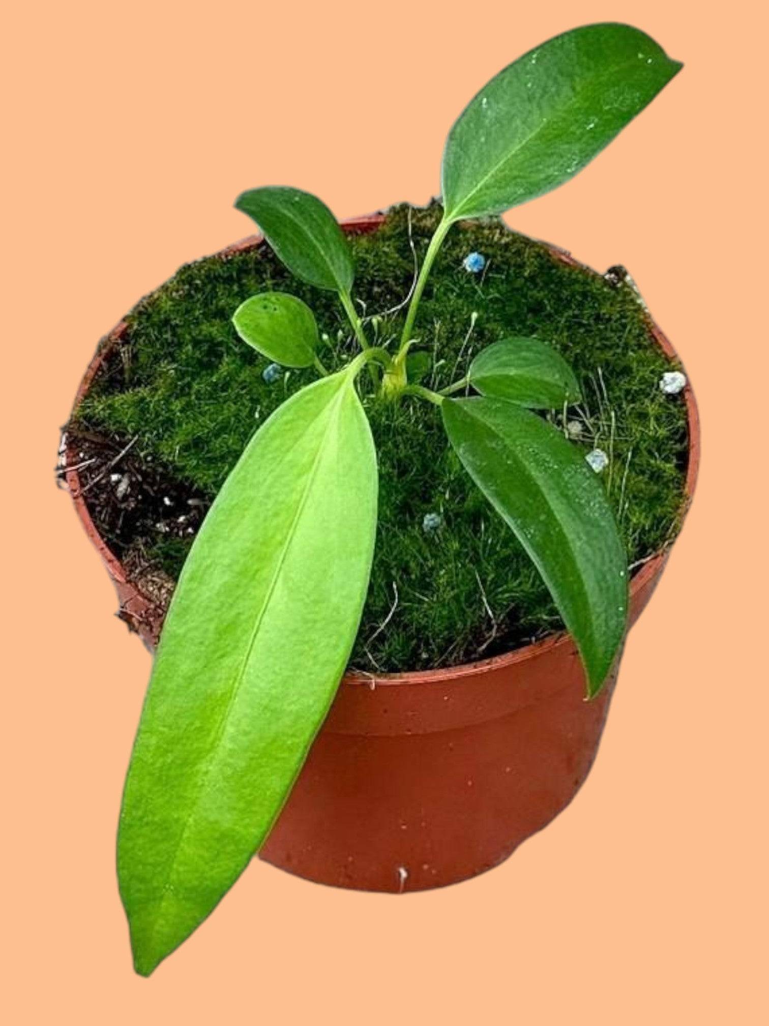 Anthurium Wendlingeri- La Green Touch