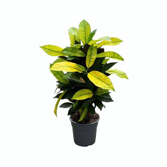 La Green Touch - Croton Mrs. Iceton - D17 H65cm