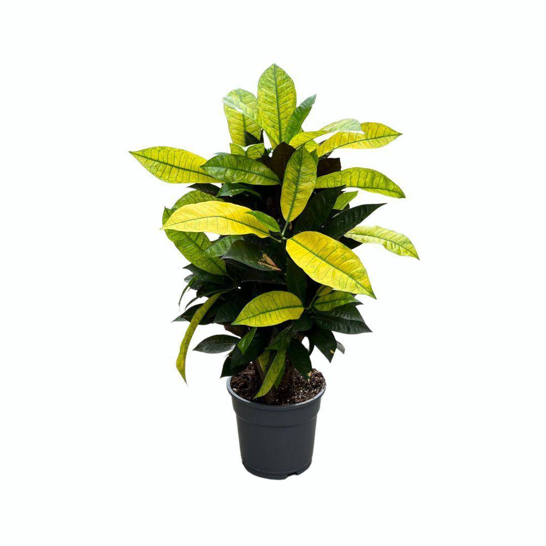 La Green Touch - Croton Mrs. Iceton - D17 H65cm