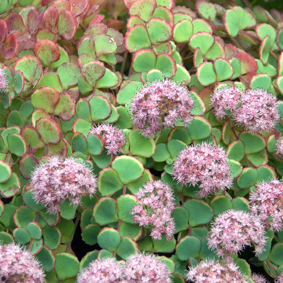 Sedum sieboldii - Orpin Godet de 8/9 cm