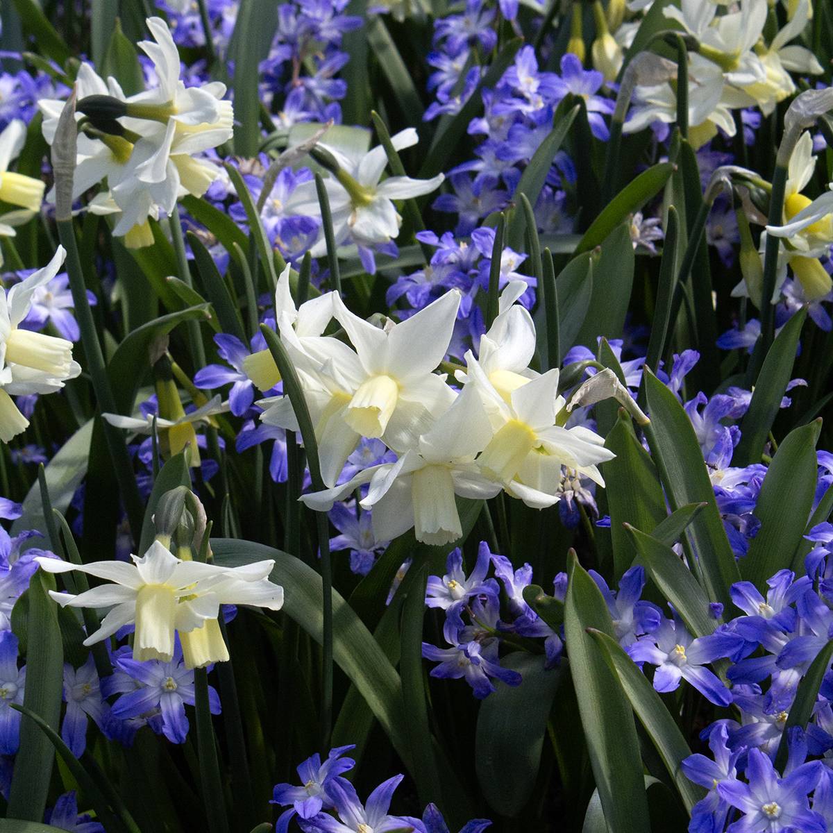 Promesse de Fleurs - Narcisse Toto Bulbe calibre 10+ (par 10)