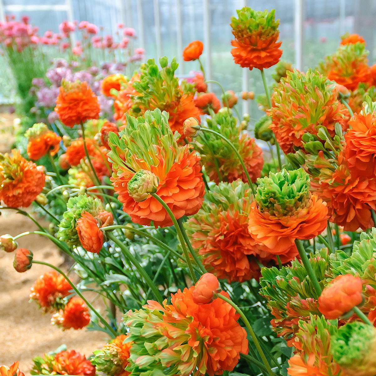 Promesse de Fleurs - Renoncule des fleuristes Crown Nervion – Ranunculus asiaticus Bulbe calibre 8+