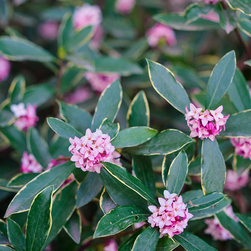 Daphné odorant 'Aureomarginata' (Daphne odora 'Aureomarginata') - Godet 9cm - Pépinières Naudet