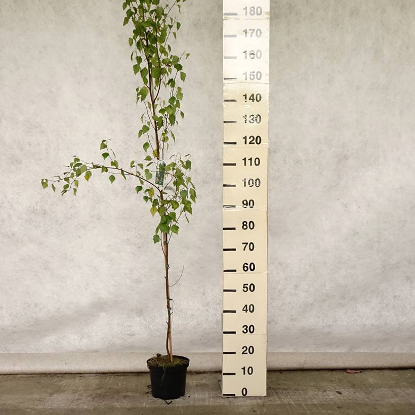 Promesse de Fleurs - Betula pendula Fastigiata - Bouleau fastigié Pot de 3L/4L - Image 2