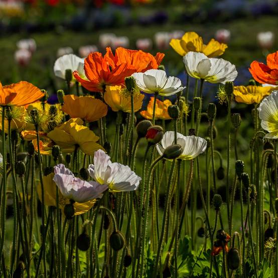 Promesse de Fleurs - Graines de Pavot d'Islande Artist's Glory - Papaver nudicaule le sachet de 2200 graines environ (0,4g)