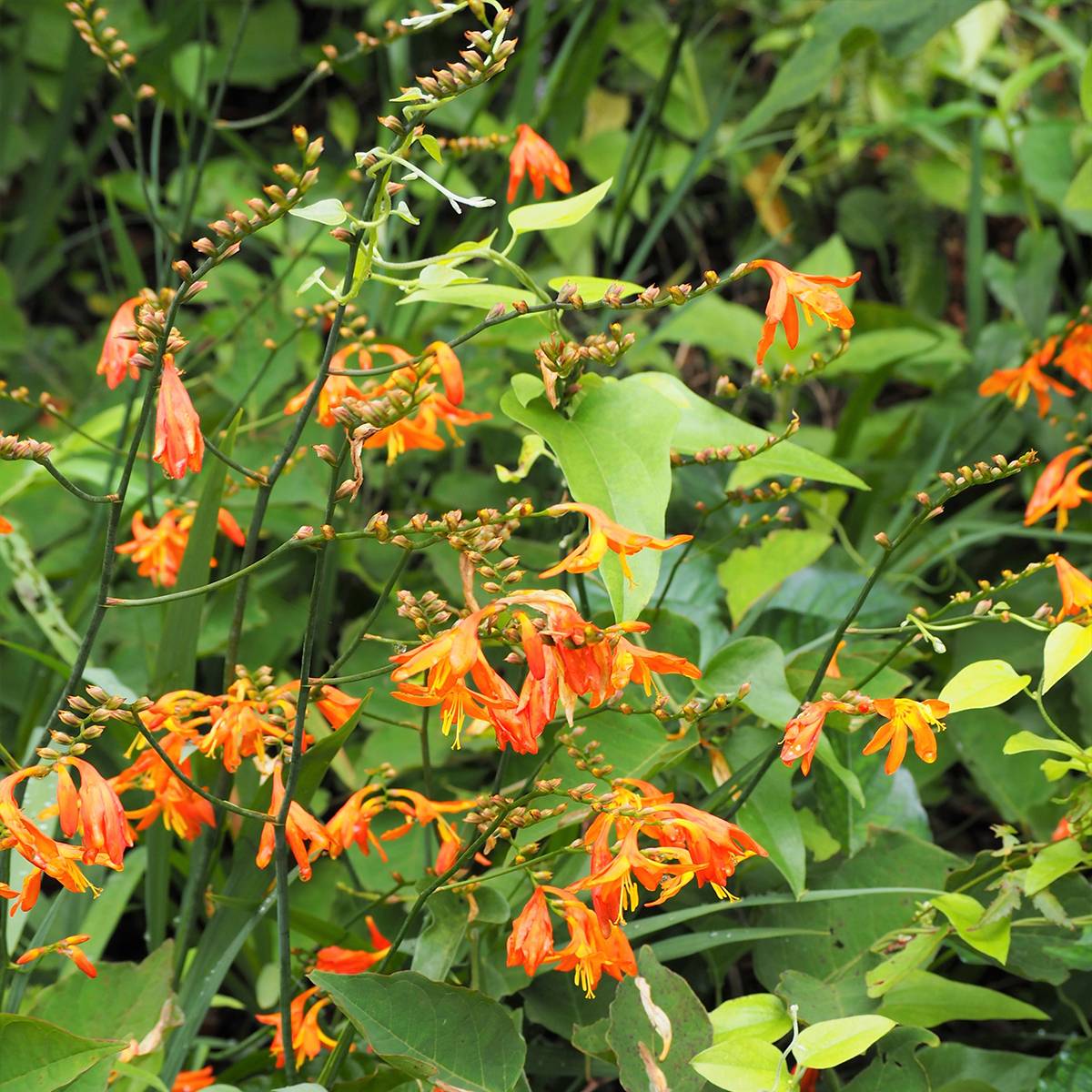 Crocosmia hybride Star of the East - Montbretia- godet 8/9cm