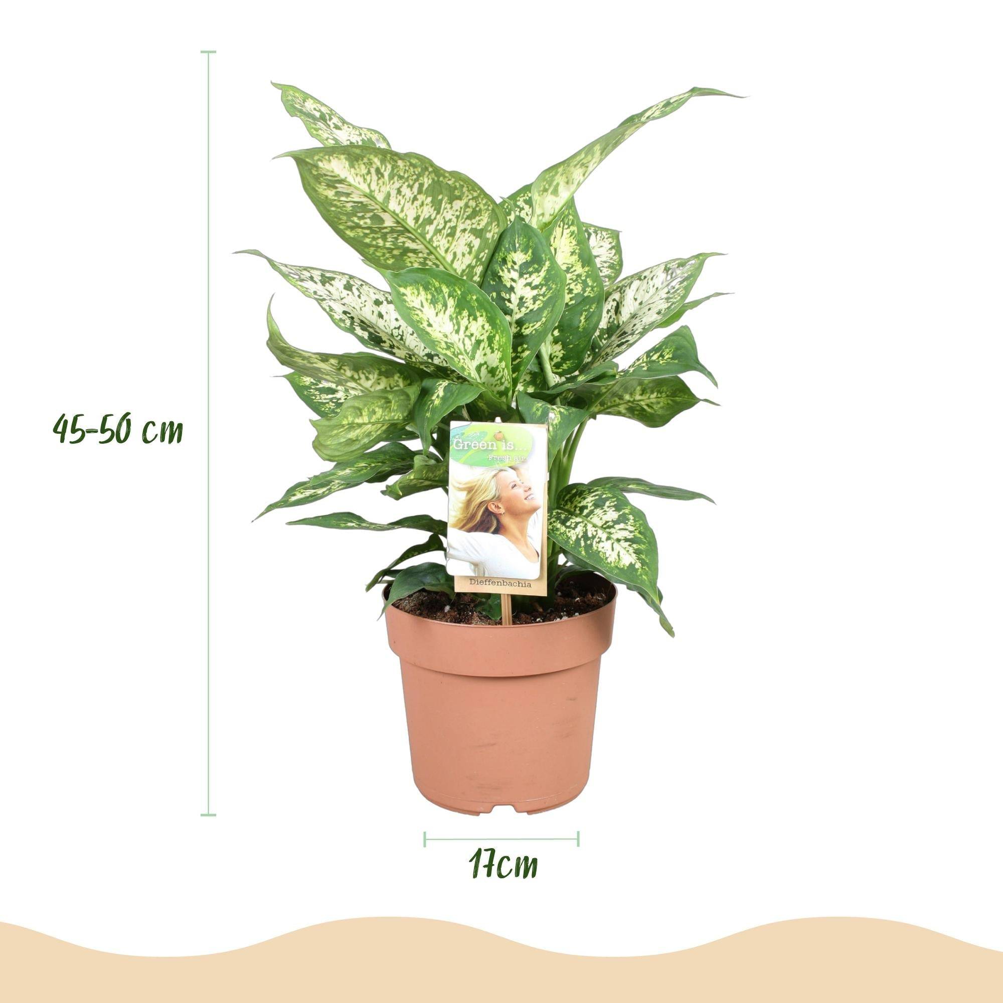 Dieffenbachia Compacta - D17 H50cm - Image 4