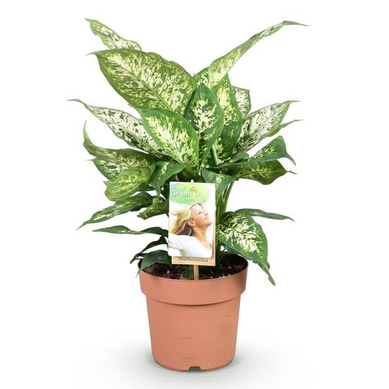 Dieffenbachia Compacta - D17 H50cm - Image 3