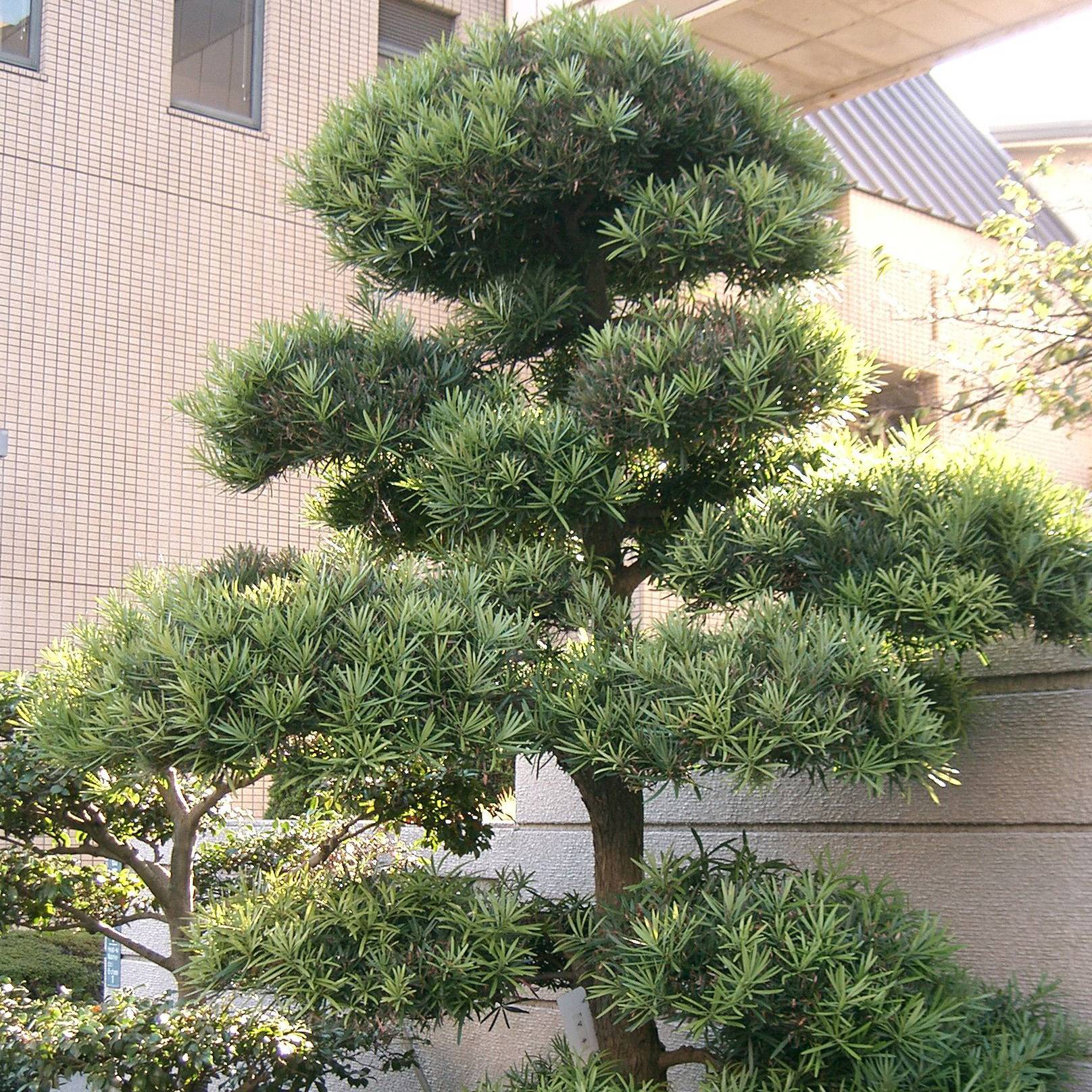 Pin des bouddhistes - Podocarpus macrophyllus Pot de 2L/3L - Gamm vert