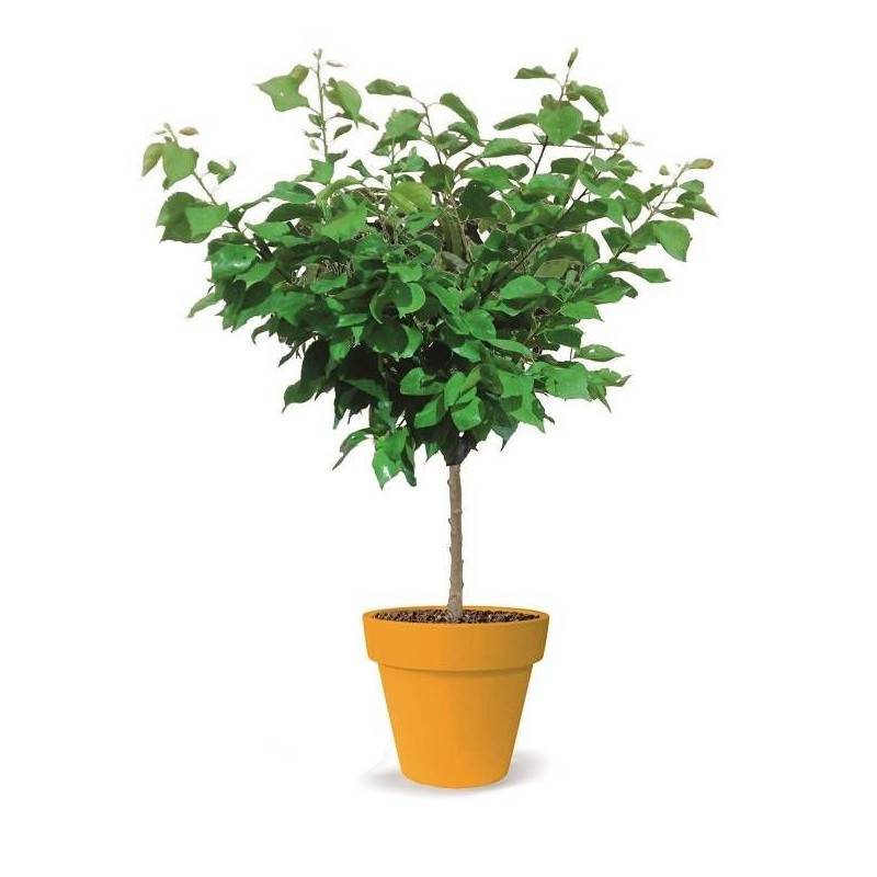 Abricotier nain Petit' Abri® - Nains de jardin® - Bon rendement -  - De 1,50 m à 2,00 m - Image 5