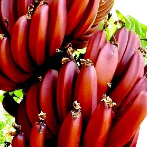 0 - Bananier Musa cheesmanii Pot de 25L - 200-225cm - Image 2