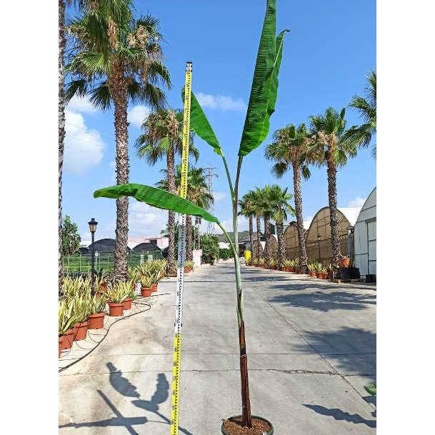 0 - Bananier Musa cheesmanii Pot de 25L - 200-225cm