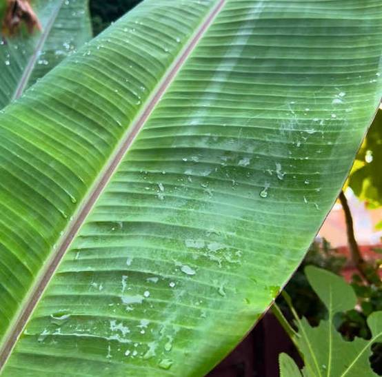 0 - Bananier Musa cheesmanii Pot de 25L - 200-225cm - Image 3