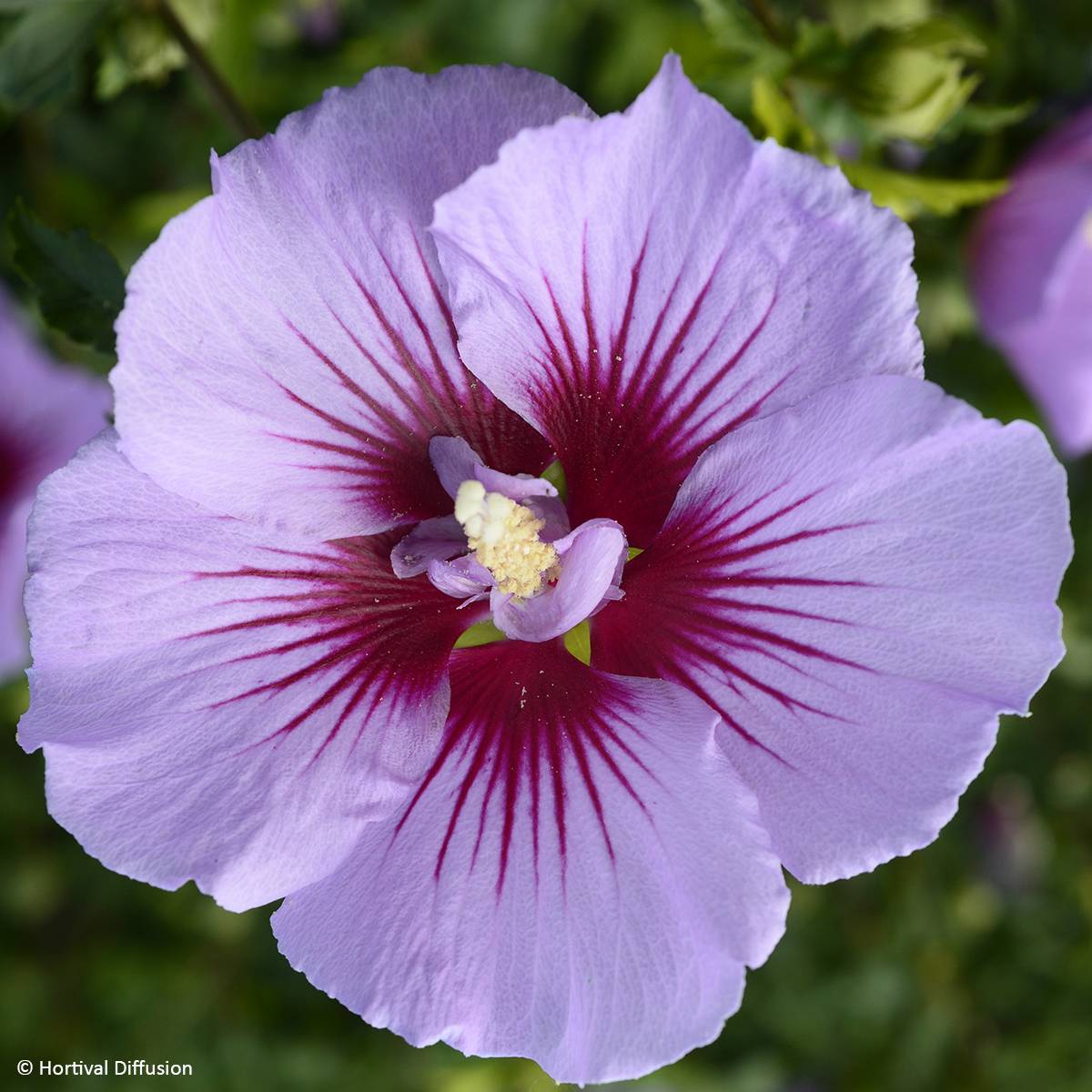 Promesse de Fleurs - Hibiscus syriacus B'twist Lavender - Althéa lavande à coeur rouge Pot de 4L/5L - Image 1