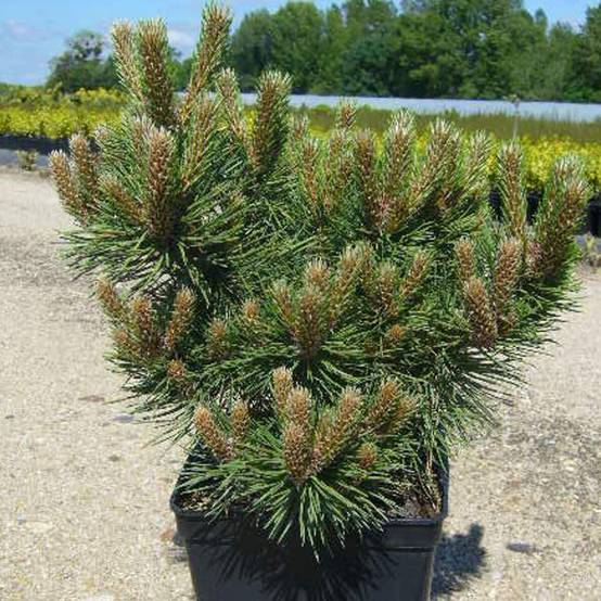 Pin noir d'Autriche nain, Pinus - Pot de 5L - 40/60 cm - Image 1