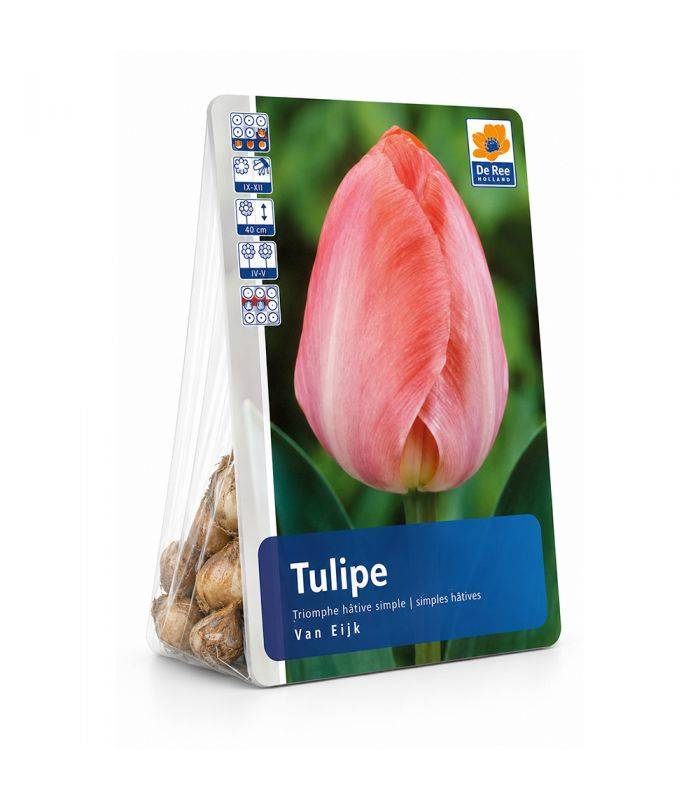 Tulipe Van Eijk Sgaravatti 6 bulbes roses, grande floraison printanière pour massifs et bouquets - 617155 - Image 2