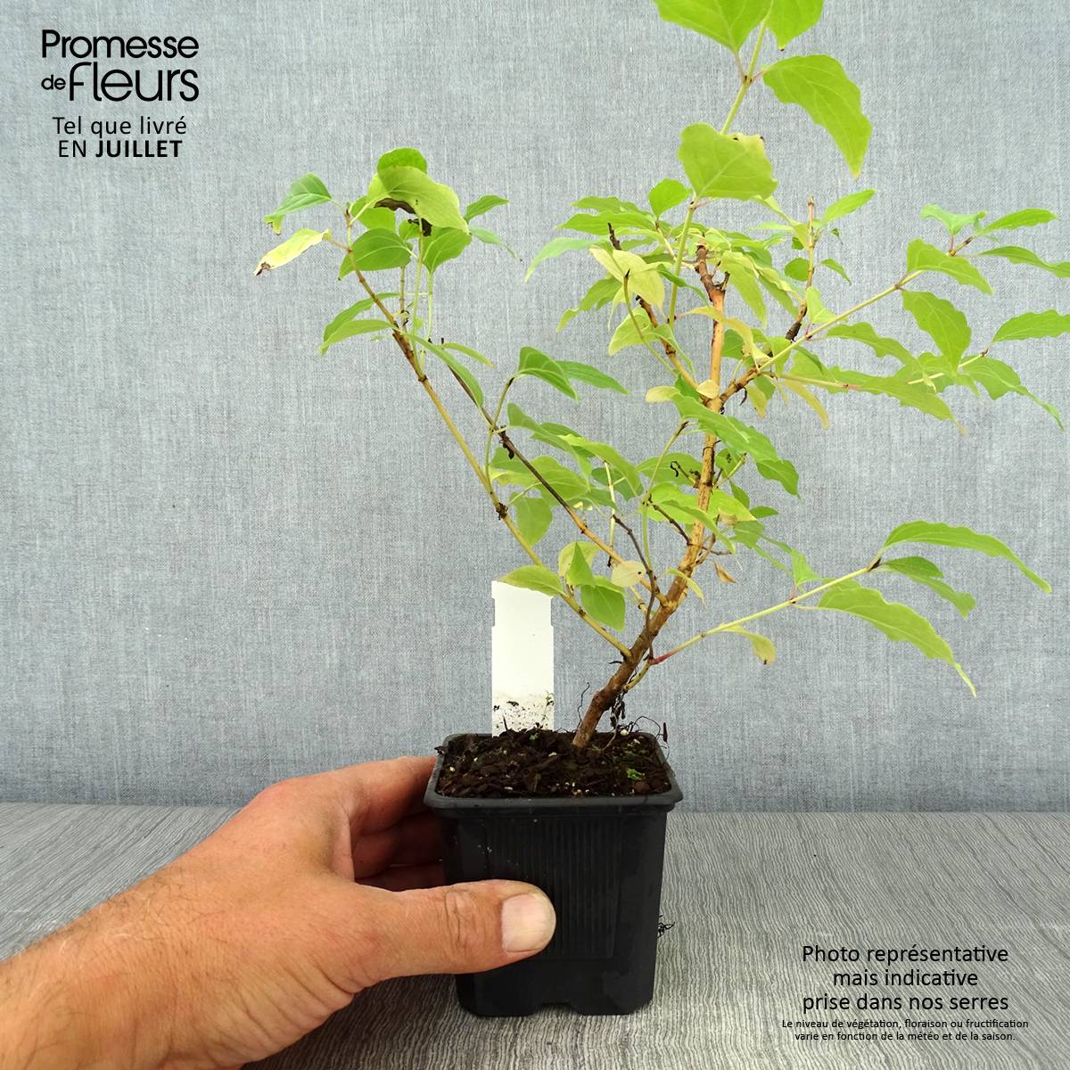 Promesse de Fleurs - Cornus sanguinea Winter Beauty -Cornouiller sanguin Godet de 8/9 cm - Image 2