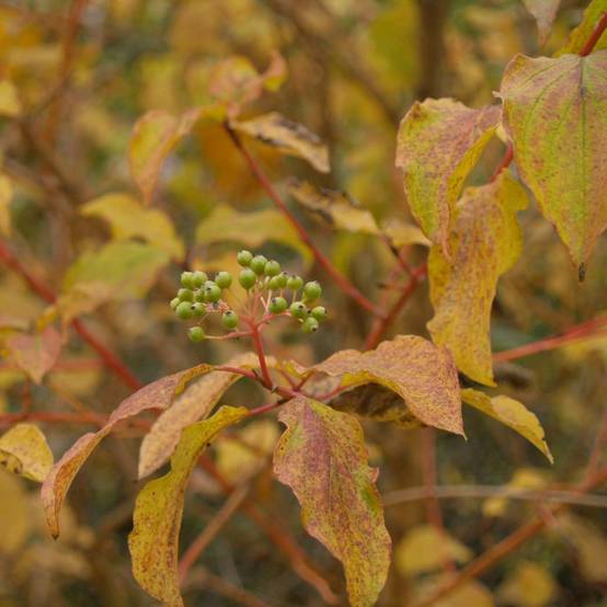 Promesse de Fleurs - Cornus sanguinea Winter Beauty -Cornouiller sanguin Godet de 8/9 cm - Image 1