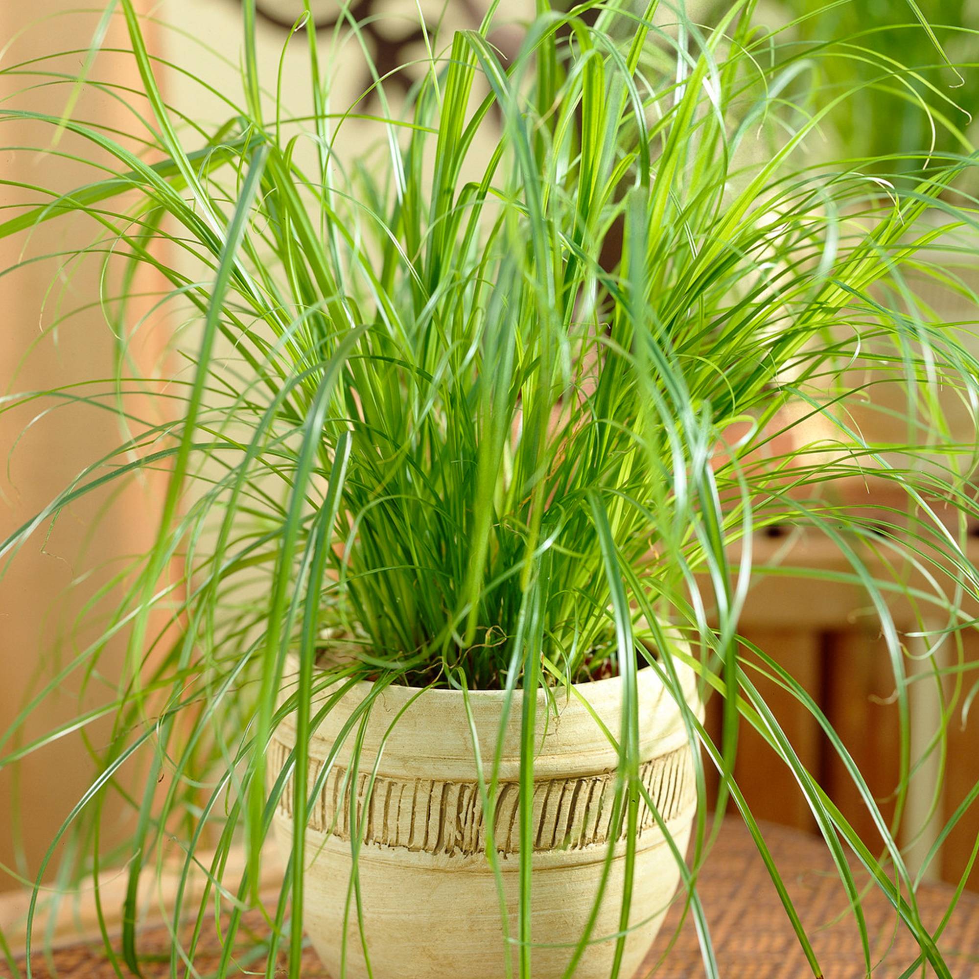Gardenersdream - Cypérus À Feuilles Alternes Zumula | Plante D'Intérieur En Pot Idéale Pour Les Chats (20-30 Cm En Pot) - GardenersDream - Image 1
