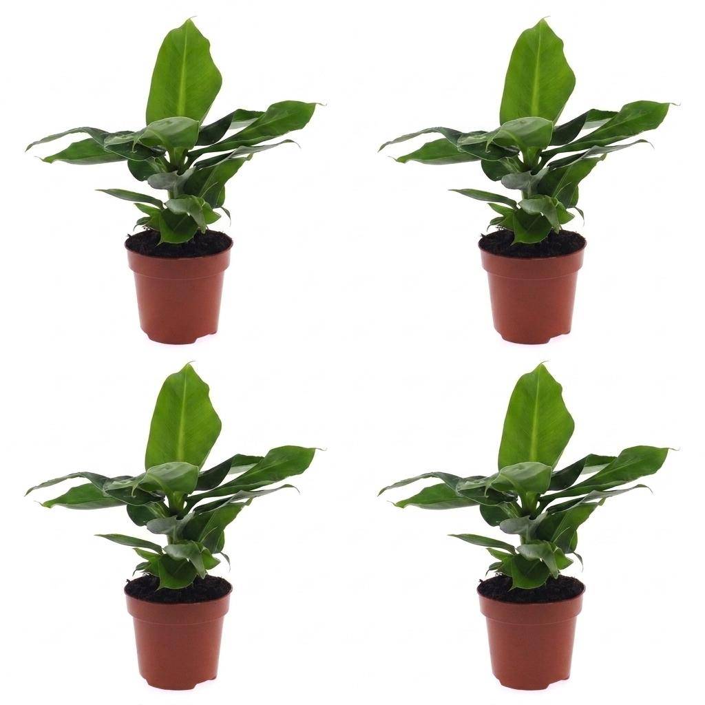 Musa Oriental Dwarf - Bananier nain oriental - Pot de 12cm - 4 plantes - Sans cache-pot - Plantes d'intérieur - Image 2