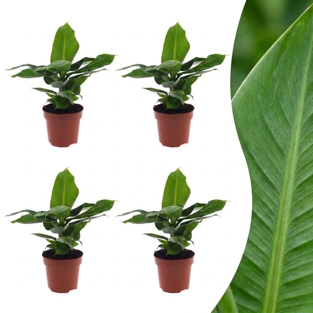 Musa Oriental Dwarf - Bananier nain oriental - Pot de 12cm - 4 plantes - Sans cache-pot - Plantes d'intérieur - Image 1