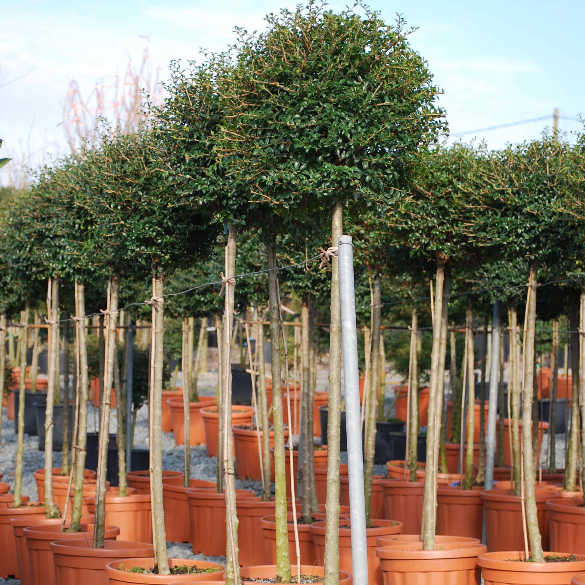 Promesse de Fleurs - Ligustrum jonandrum (ionandrum) - Troène du Yunnan Pot de 12L/15L, 1/4 de tige, Quart de tige 40 cm/ forme boule diamètre 30/35 cm - Image 1