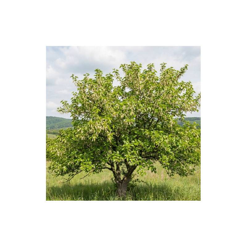 Mûrier blanc (Morus alba) - Godet - Taille 10/15cm - Pépinières Naudet - Image 1