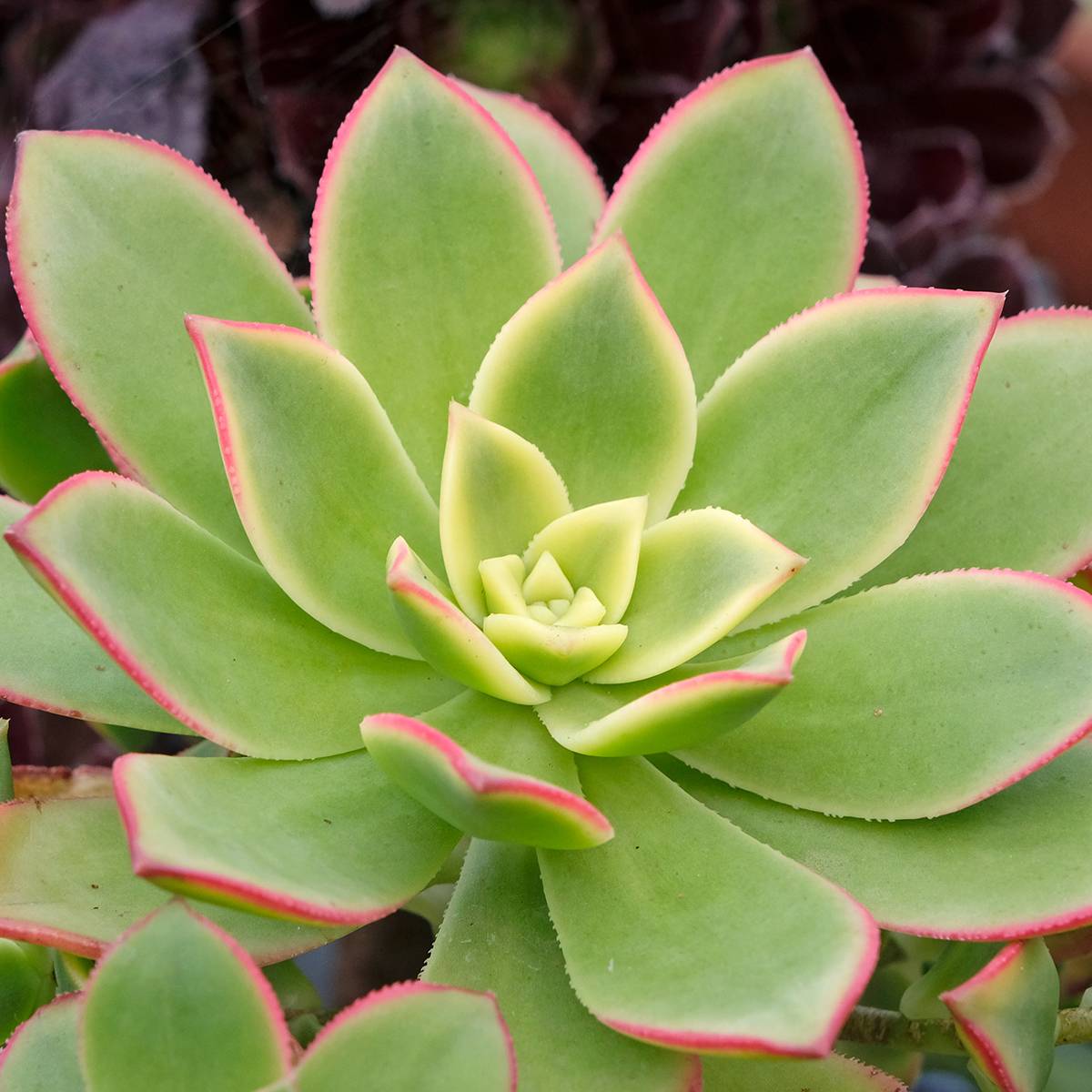 Echeveria Pink Edge Mini-plante
