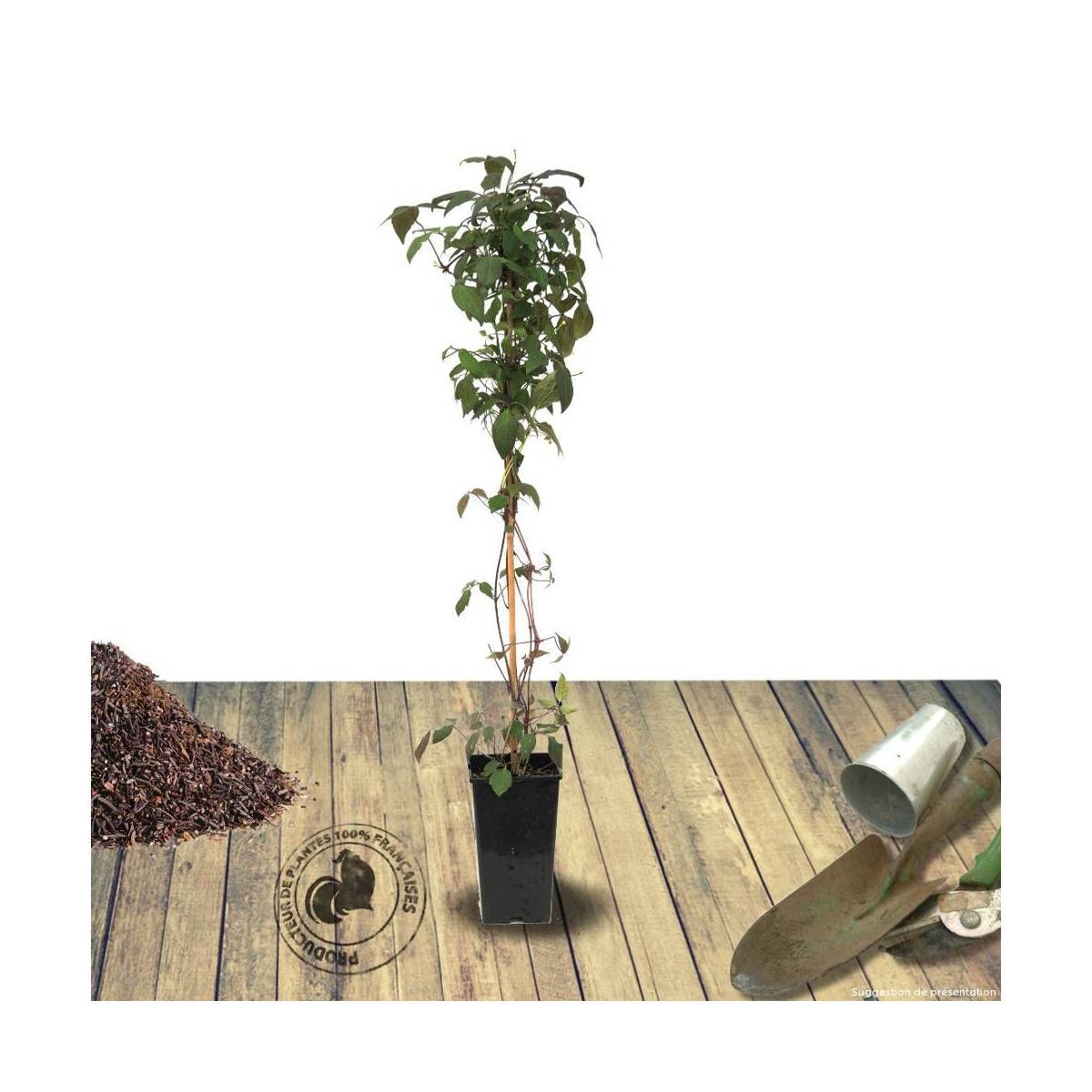 Clématite montana Rosebud® 'Robud' à fleurs Rose - feuillage Caduc - Pot de 1,8L - Tuteur bambou 30/60 cm-  hauteur à maturité De 5,00 m à 10,00 m - Image 10