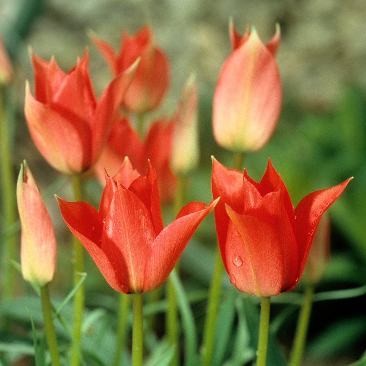 Promesse de Fleurs - Tulipe fleur de lis Royal Charm Bulbe calibre 11+ (par 10)