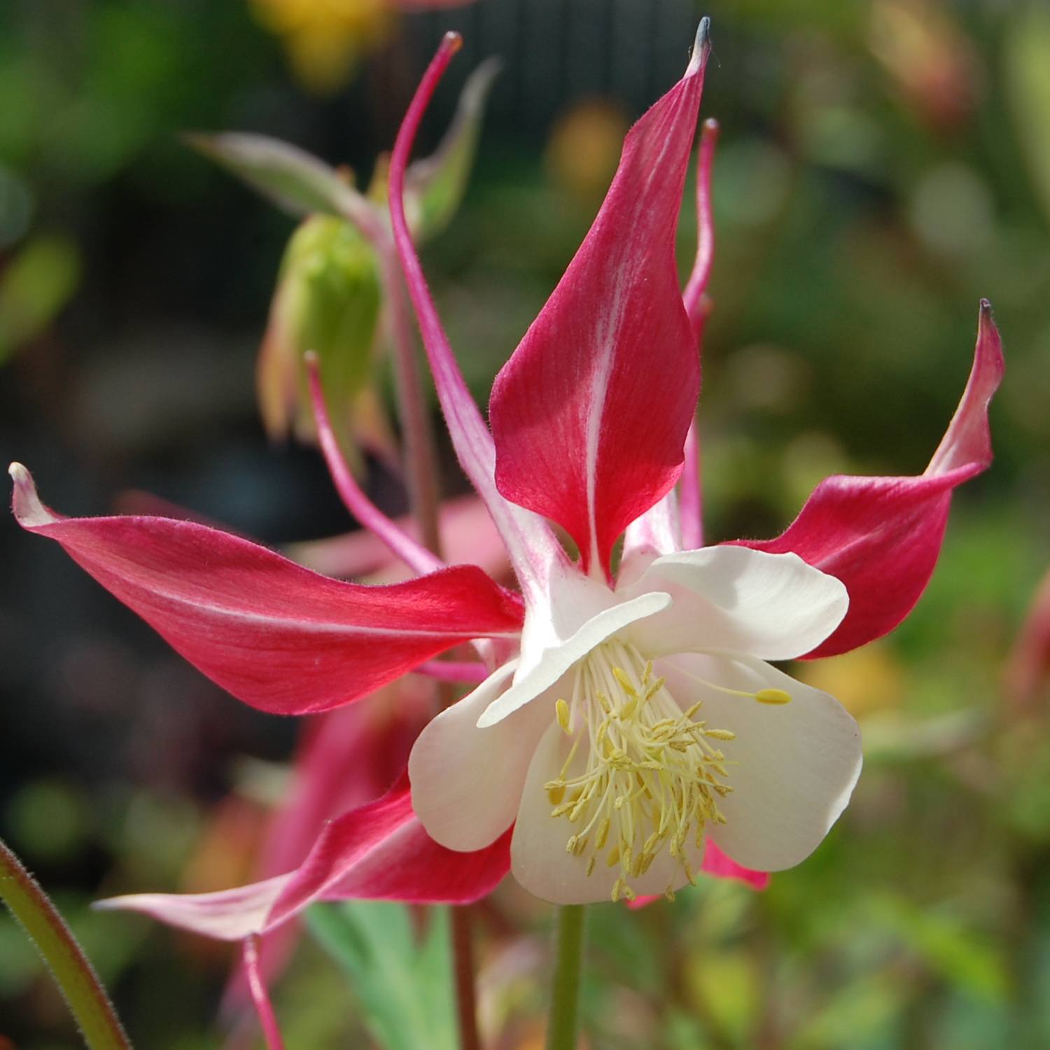Promesse de Fleurs - Ancolie - Aquilegia caerulea Rose Queen Godet de 8/9 cm