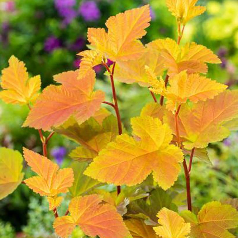 Physocarpus opulifolius Magic Ball Pot de 3L/4L - Image 1