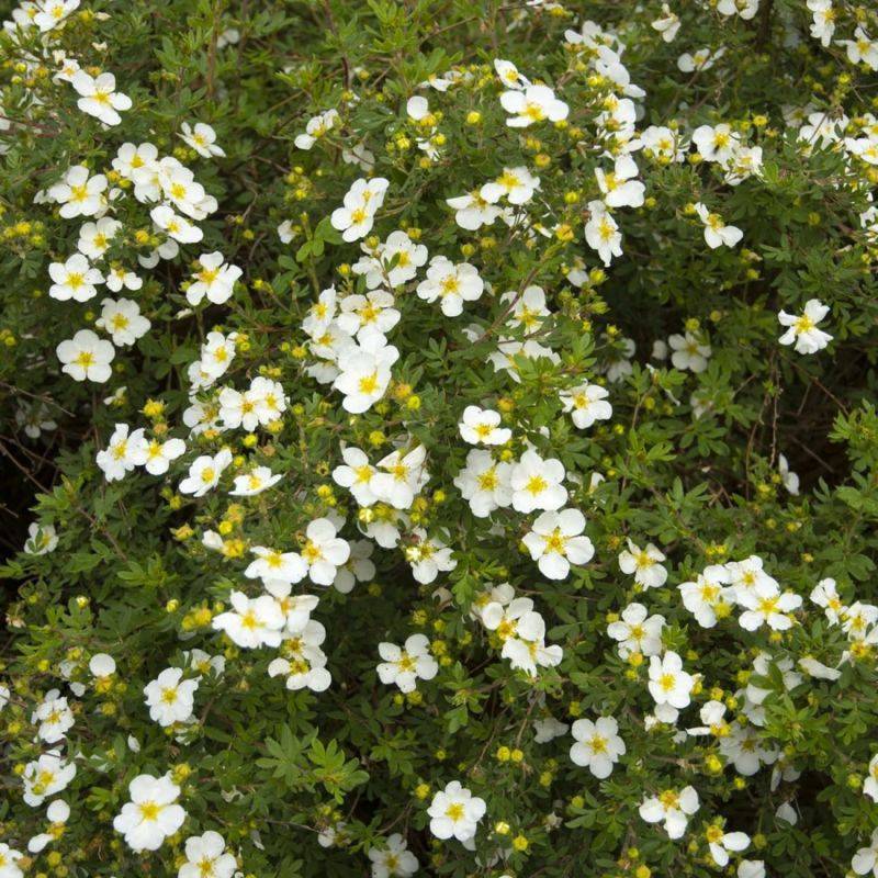 Potentille arbustive 'Abbotswood' (Potentilla fruticosa 'Abbotswood') - Godet - Taille 10/15cm - Pépinières Naudet - Image 2