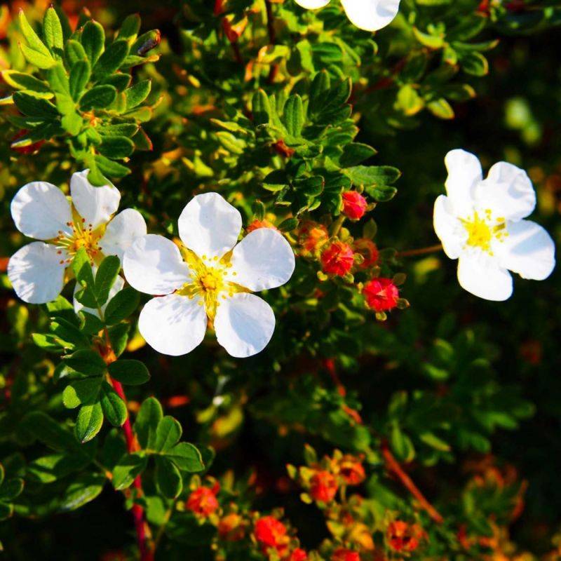 Potentille arbustive 'Abbotswood' (Potentilla fruticosa 'Abbotswood') - Godet - Taille 10/15cm - Pépinières Naudet - Image 1