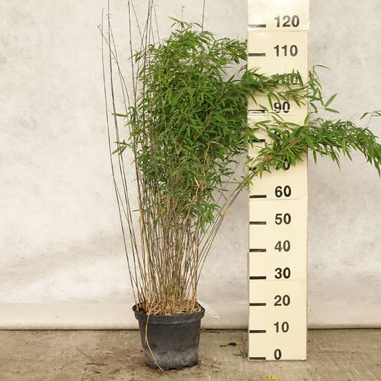 Promesse de Fleurs - Fargesia nitida Volcano - Bambou non traçant Pot de 2L/3L - Image 2