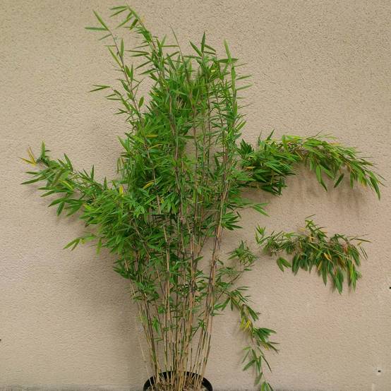 Promesse de Fleurs - Fargesia nitida Volcano - Bambou non traçant Pot de 2L/3L - Image 1