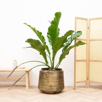 Anthurium Botanical King - D35 H100cm