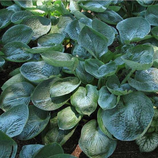 Promesse de Fleurs - Hosta Prairie Sky Pot de 1,5L/2L
