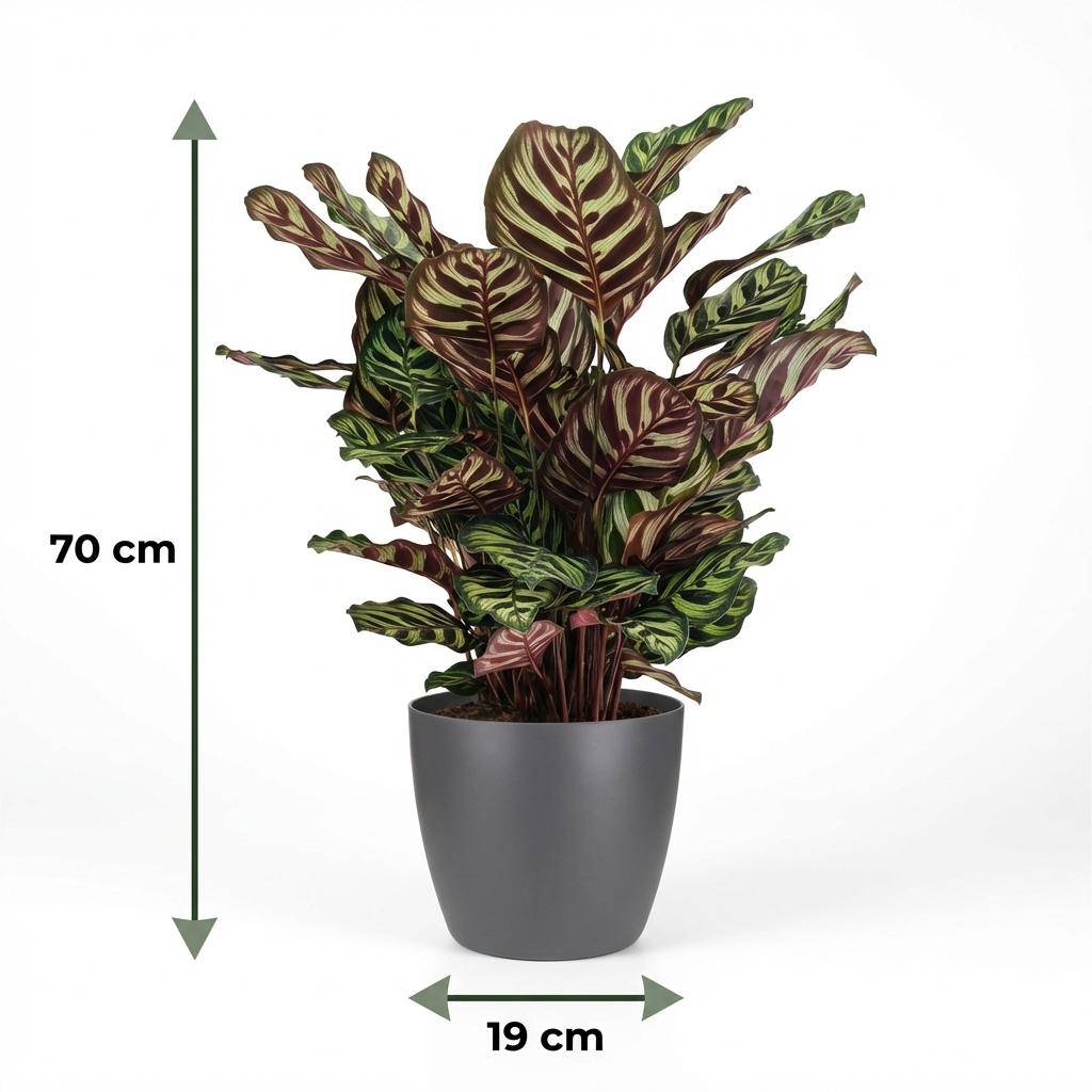 Calathea Makoyana - Pot de 19cm - Hauteur 70cm - Gris - Plantes d'intérieur - Image 5