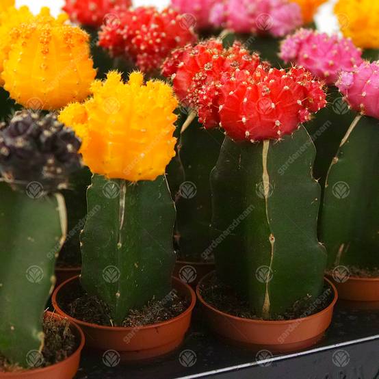 Gardenersdream - Assortiment Cactus Disco Plante D'Intérieur Pour Maison / Bureau Parfaite Pour Cadeau D'Invité De Mariage (Lot De 20) - GardenersDream - Image 2