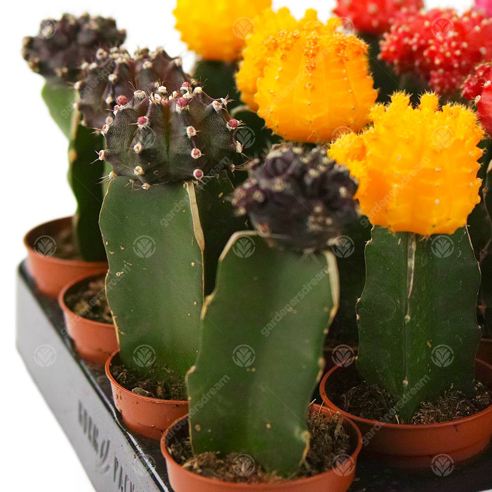 Gardenersdream - Assortiment Cactus Disco Plante D'Intérieur Pour Maison / Bureau Parfaite Pour Cadeau D'Invité De Mariage (Lot De 20) - GardenersDream - Image 3