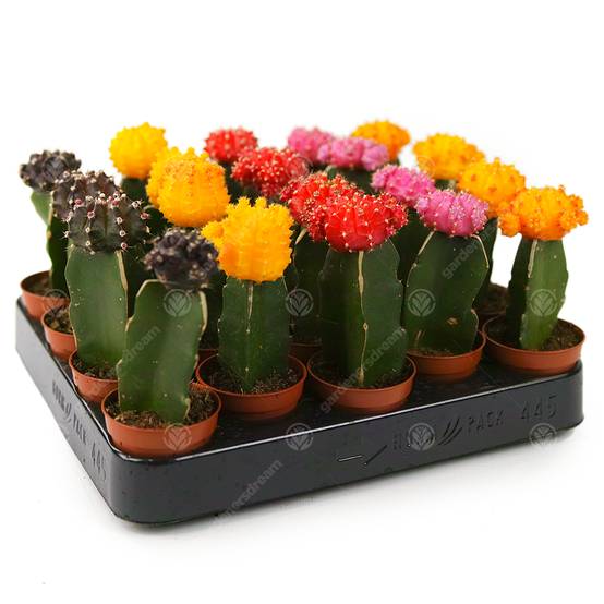 Gardenersdream - Assortiment Cactus Disco Plante D'Intérieur Pour Maison / Bureau Parfaite Pour Cadeau D'Invité De Mariage (Lot De 20) - GardenersDream - Image 1