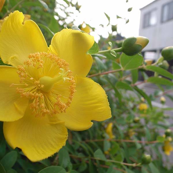 Millepertuis - Hypericum calycinum Godet de 7/8 cm