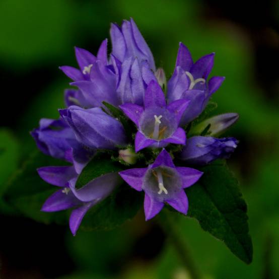 Campanule glomerata Acaulis - Campanule à bouquets Godet de 8/9 cm