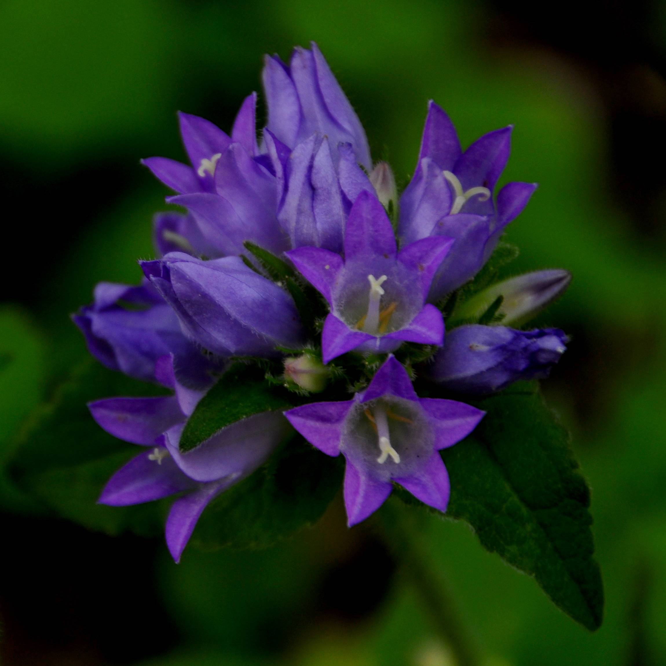 Campanule glomerata Acaulis - Campanule à bouquets Godet de 8/9 cm
