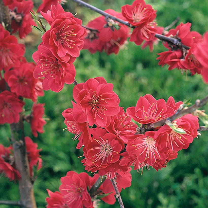 Pêcher à fleurs pleureur - Prunus persica Melred Weeping Pot de 4L/5L, Tige, Tige de 80 cm