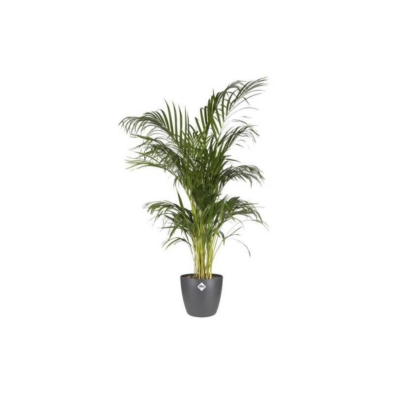 Elho - Brussels Rond 30 Anthracite - Image 2