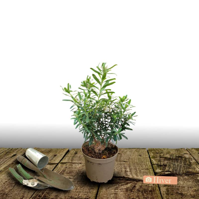 Daphne Eternal Fragrance® 'Blafra', Daphné parfumé à fleurs Blanche/ - feuillage Persistant - Pot de 3L - 20/40 cm - Image 4
