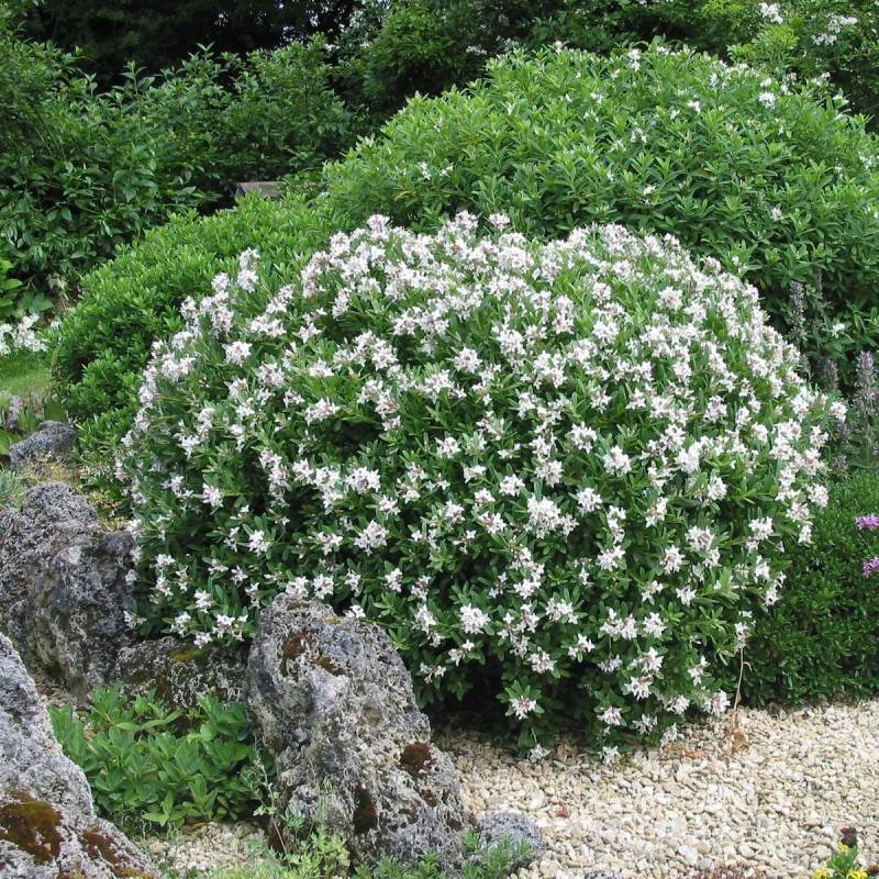 Daphne Eternal Fragrance® 'Blafra', Daphné parfumé à fleurs Blanche/ - feuillage Persistant - Pot de 3L - 20/40 cm - Image 1