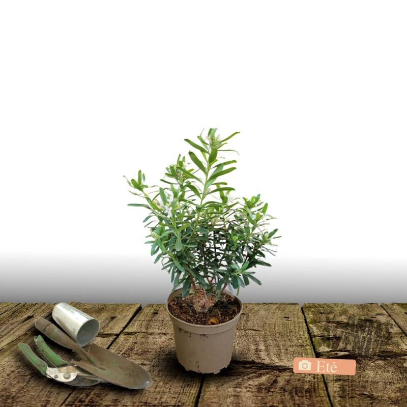 Daphne Eternal Fragrance® 'Blafra', Daphné parfumé à fleurs Blanche/ - feuillage Persistant - Pot de 3L - 20/40 cm - Image 3